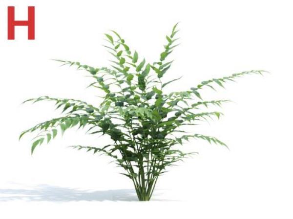Plant 3D Model - دانلود مدل سه بعدی گیاه - آبجکت سه بعدی گیاه - دانلود آبجکت سه بعدی گیاه - دانلود مدل سه بعدی fbx - دانلود مدل سه بعدی obj -Plant 3d model free download  - Plant 3d Object - Plant OBJ 3d models - Plant FBX 3d Models - بوته - Bush